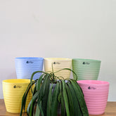 Decor 8 (8 Inches, pack of 6), 6 Color Pots